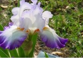 Tall Bearded Iris Conjuration