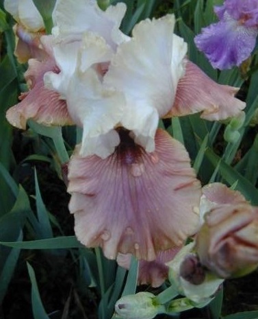 Tall Bearded Iris Imprimis