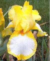 Tall Bearded Iris Joyce Terry