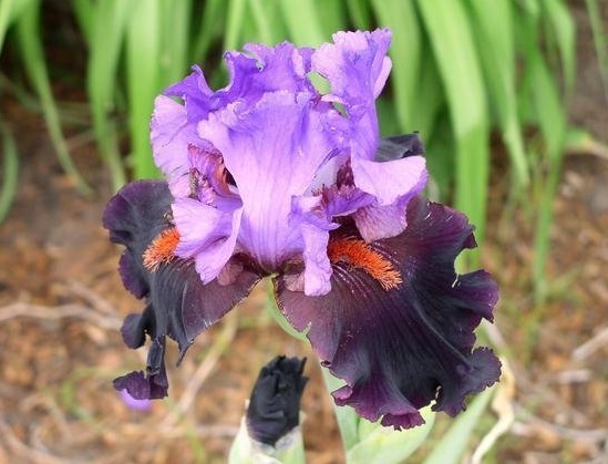 Tall Bearded Iris Romantic Evening