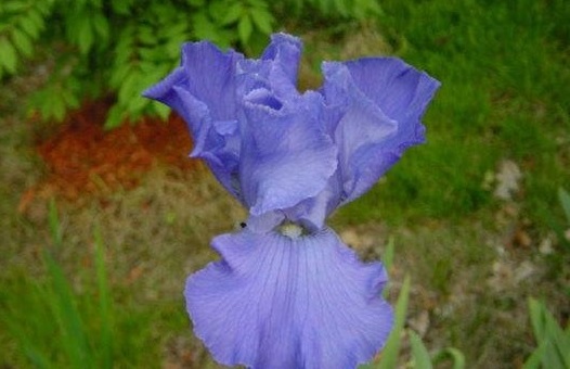 Tall Bearded Iris Sapphire Hills