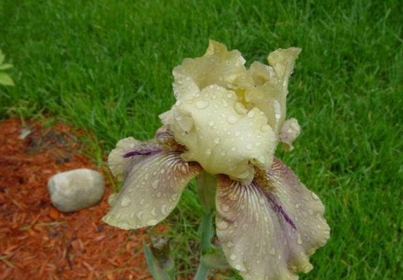 Tall Bearded Iris Thornbird