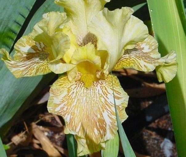 Tall Bearded Iris Tiger Honey