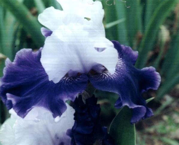 Tall Bearded Iris World Premier