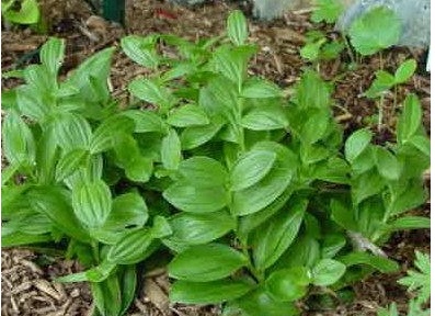 Polygonatum Species, Dwarf Solomons Seal