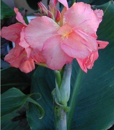 Canna, Canna Lily Angel Pink