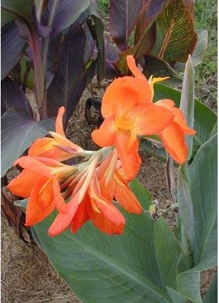 Canna Lily Orange Punch
