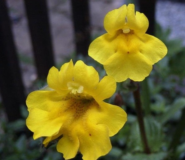 Erythranthe Species, Creek Monkeyflower, Golden Monkey-Flower, Yellow Monkey Flower