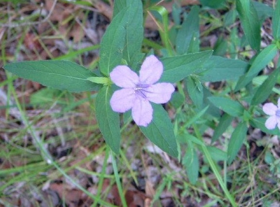 Ruellia Species, Limestone Petunia, Smooth Ruellia, Wild Petunia