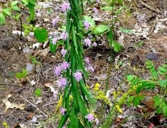 Liatris Species, Blazing Star, Button Snakeroot, Rough Blazing Star, Tall Gayfeather