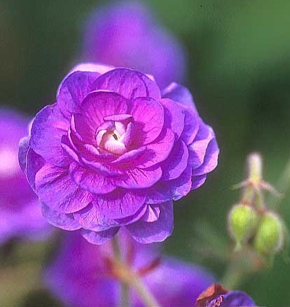 Geranium, Double Meadow Cranesbill, Hardy Geranium Plenum Violaceum