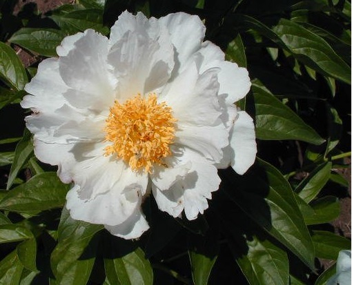 Chinese Peony, Garden Peony Krinkled White
