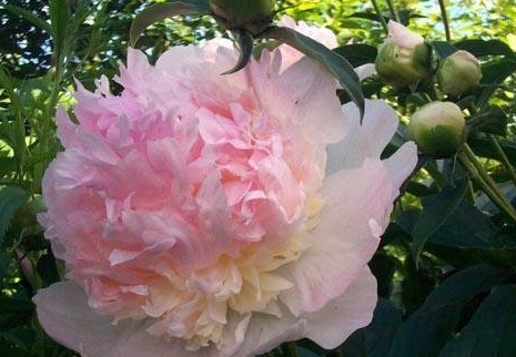 Chinese Peony, Garden Peony Raspberry Sundae