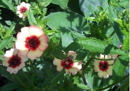 Potentilla, Nepal Cinquefoil Melton Fire