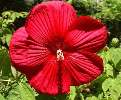 Hardy Hibiscus, Rose Mallow, Swamp Mallow Disco Belle Red