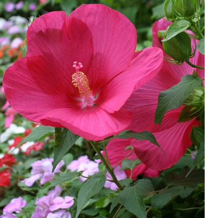 Hardy Hibiscus, Rose Mallow, Swamp Mallow Rose Flare
