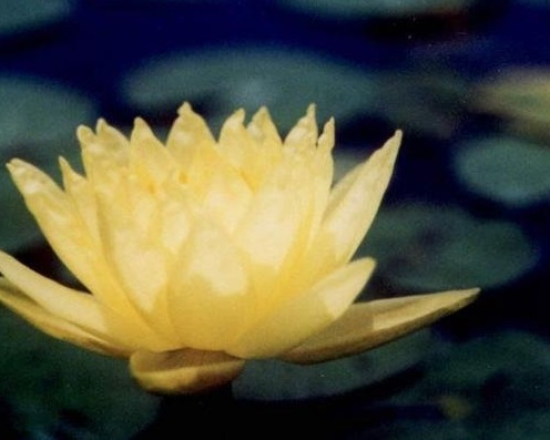 Hardy Water Lily, Waterlily Joey Tomocik