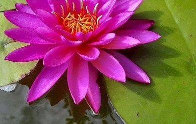 Hardy Water Lily, Waterlily Mayla