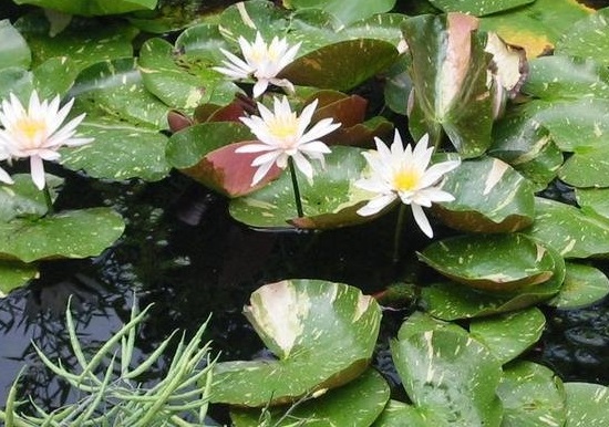 Hardy Water Lily, Waterlily Arc-en-Ciel