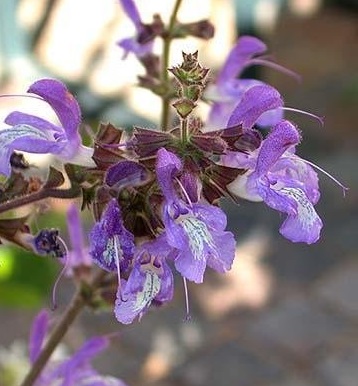 Salvia Species, Indigo Woodland Sage