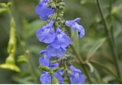 Salvia, Pitcher Sage, Wild Blue Sage Grandiflora