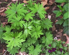 Ligularia Species, Shavalski's Ligularia, Leopard Plant