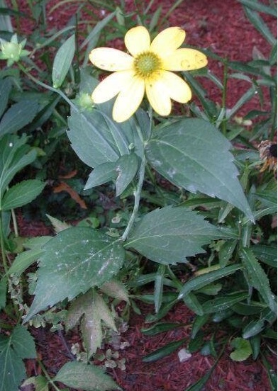 Rudbeckia Species, Greenhead Coneflower, Cutleaf Coneflower, Wild Goldenglow, Sochan