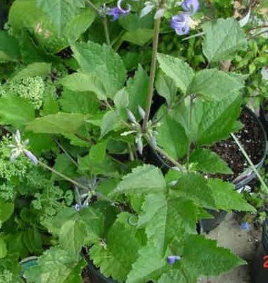 Clematis, Heracleifolia Clematis Alblo