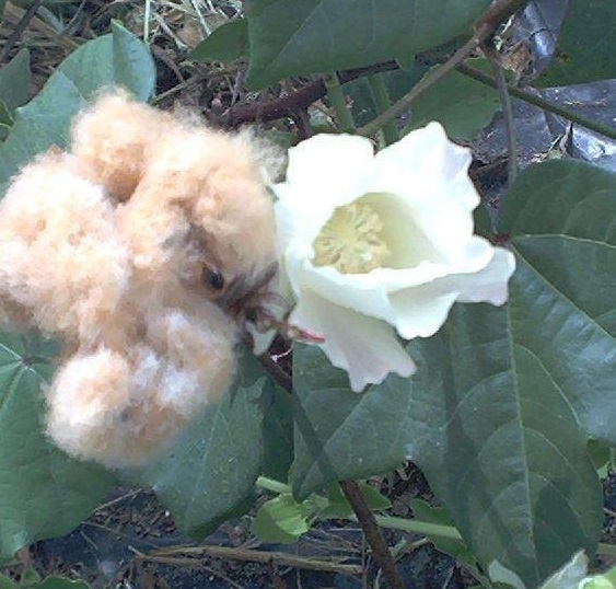 American Cotton, American Upland Cotton, Bourbon Cotton, Golden Cotton