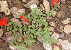 Glandularia, Perennial Verbena, Peruvian Mock Vervain, Red Vervain 'Red Devil'