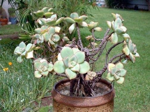 Aeonium Species, Pinwheel Aeonium