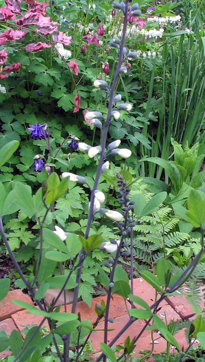 Baptisia Species, White False Indigo, White Wild Indigo