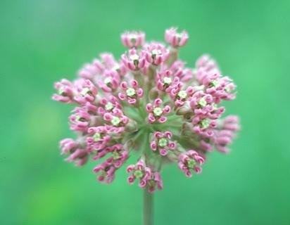Asclepias Species, Clasping Milkweed, Bluntleaf Milkweed