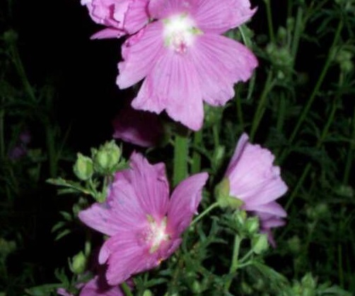 Malva, Pink Musk Mallow Rosea