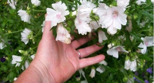 Malva Species, White Mallow, Musk Mallow