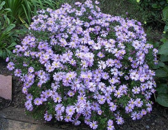 Symphyotrichum, Bushy Aster, Rice Button Aster Woods Pink