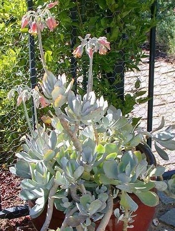 Cotyledon Species, Pigs Ear, Round-Leafed Navel Wort