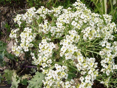 Sea Kale