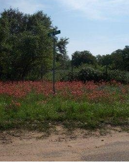 Castilleja Species, Scarlet Indian Paintbrush, Scarlet Painted-Cup