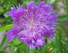 Stokesia, Cornflower Aster, Stokes' Aster, Stokes Aster 'Purple Parasols'