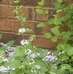 Mentha Species, Common Mint, Corn Mint, Field Mint
