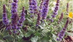Salvia, Balkan Clary, Ornamental Sage, Perennial Meadow Salvia, Violet Sage 'Blue Queen'