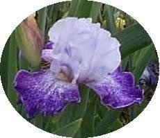 Tall Bearded Iris Splashacata