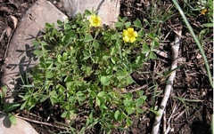 Oxalis Species, Slender Yellow Wood Sorrel