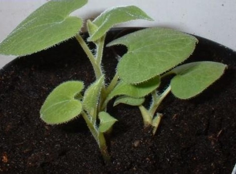Upright Wild Ginger