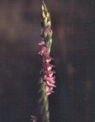 Species, Natural Hybrid Orchid, Spiranthes, Austral Ladies Tresses, Christmas Lily