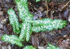 Arum, Lords and Ladies 'Marmoratum'