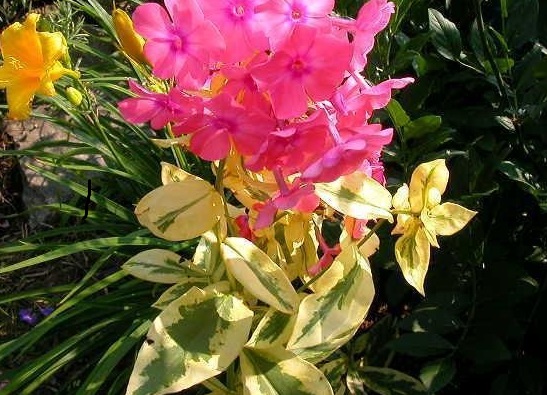 Phlox, Garden Phlox Becky Towe