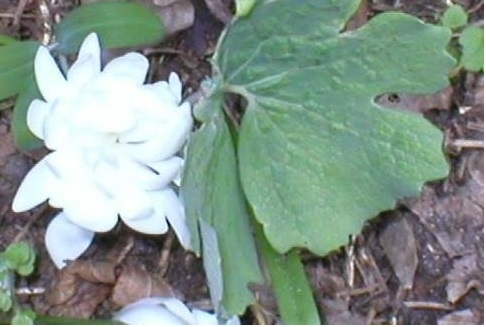 Sanguinaria Species, Bloodroot, Red Puccoon