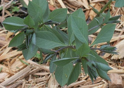Baptisia Species, Buffalo Pea False Indigo, Cream Wild Indigo